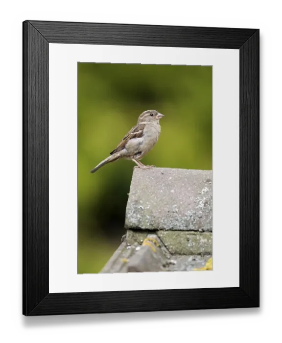 Framed Print : House sparrow (Passer domesticus) Framed Print : House sparrow (Passer domesticus)