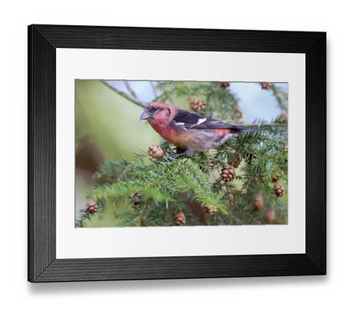 Framed Print : Two-barred Crossbill (Loxia leucoptera) adult male Framed Print : Two-barred Crossbill (Loxia leucoptera) adult male