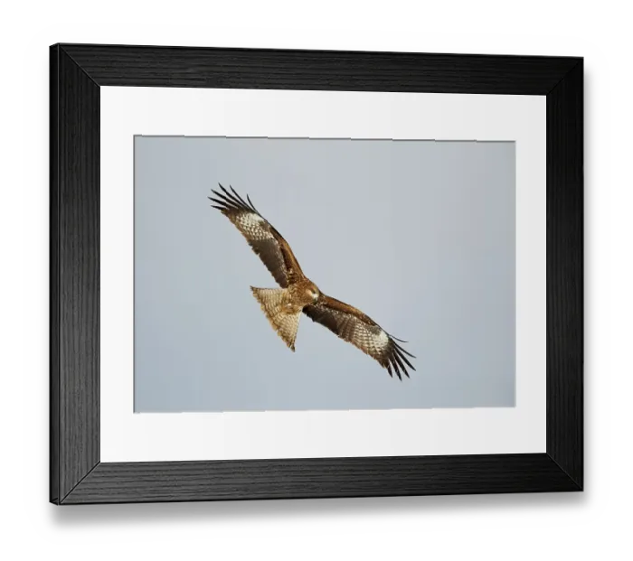 Framed Print : Black-eared Kite (Milvus migrans lineatus) Framed Print : Black-eared Kite (Milvus migrans lineatus)