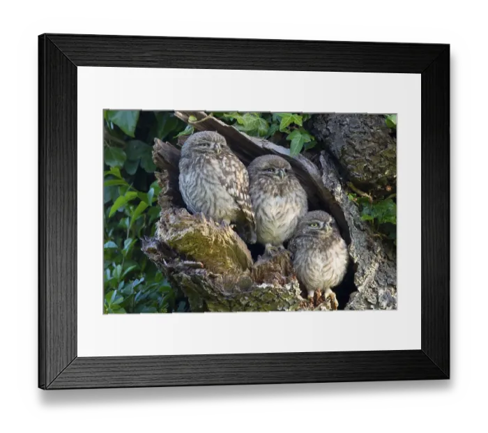 Framed Print : Little Owl (Athene noctua) three young