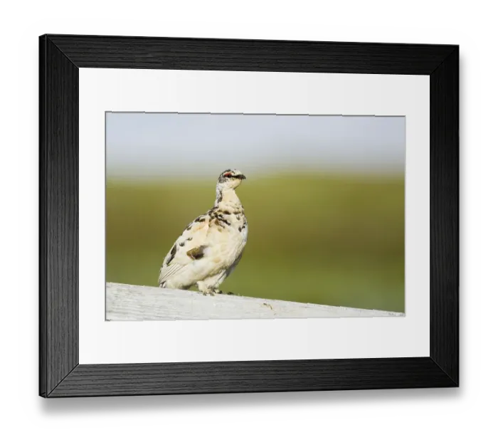 Framed Print : Rock ptarmigan (Lagopus muta) adult male