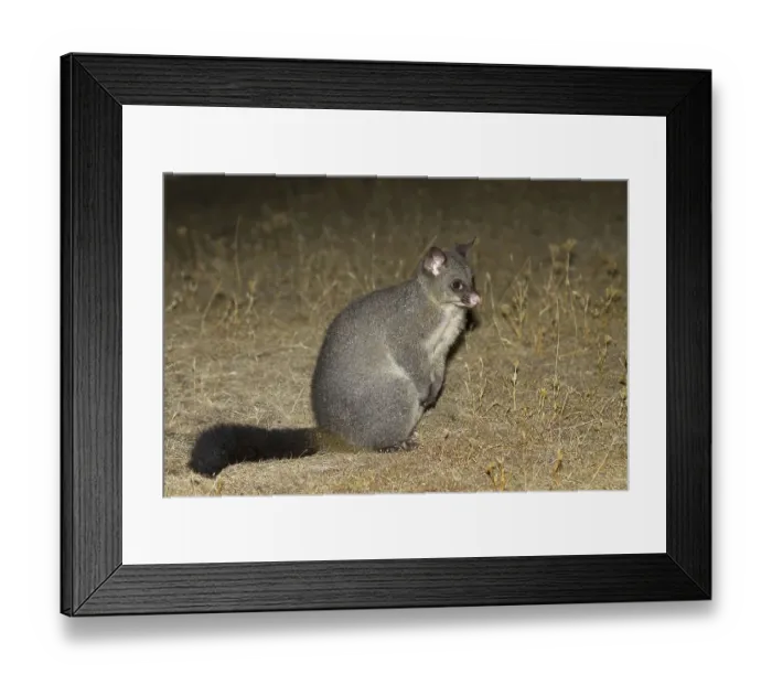 Framed Print : Common common brushtail possum (Trichosurus vulpecula) adult