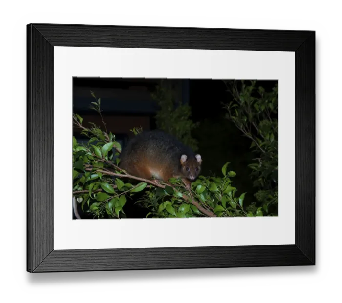 Framed Print : Common ringtail possum (Pseudocheirus peregrinus) Framed Print : Common ringtail possum (Pseudocheirus peregrinus)