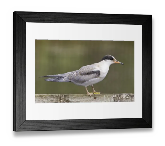 Framed Print : Arctic terns (Sterna paradisea) Arctic Tern
