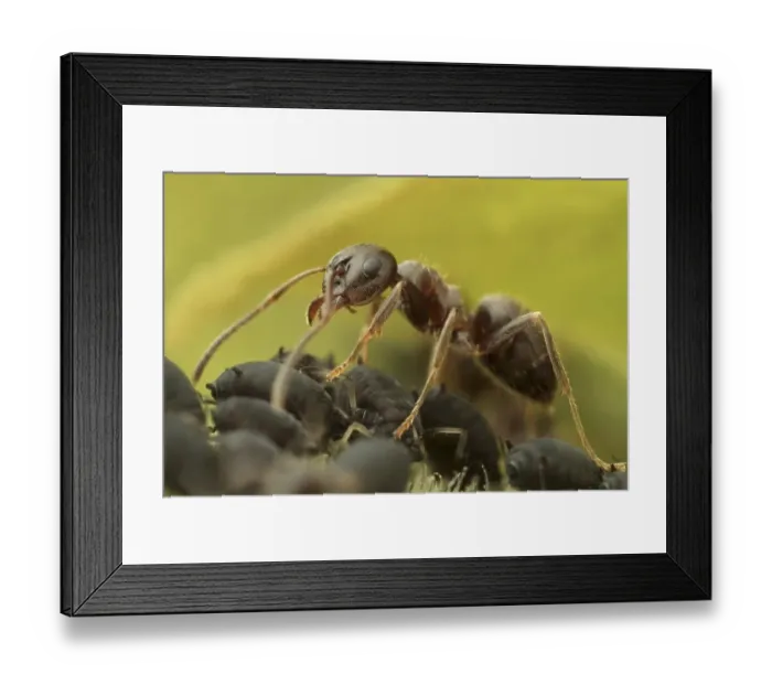 Framed Print : Black Garden Ant (Lasius niger) adult Framed Print : Black Garden Ant (Lasius niger) adult