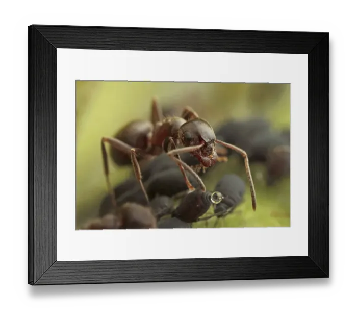 Framed Print : Black Garden Ant (Lasius niger) adult