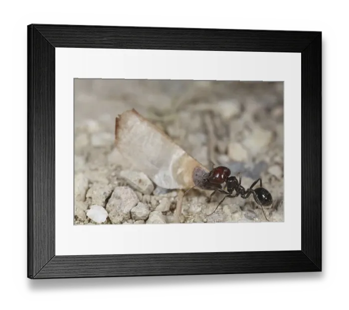 Framed Print : Harvester ant (Messor barbara)