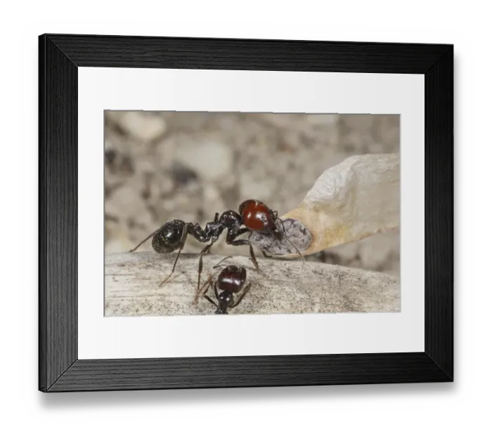 Framed Print : Harvester ant (Messor barbara) Framed Print : Harvester ant (Messor barbara)