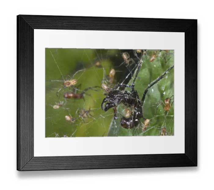 Framed Print : Adult social spider (Anelosimus sp) Framed Print : Adult social spider (Anelosimus sp)