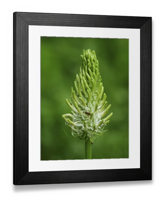 Framed Print : Spiked Rampion (Phyteuma spicatum) close-up of flowerspike Framed Print : Spiked Rampion (Phyteuma spicatum) close-up of flowerspike