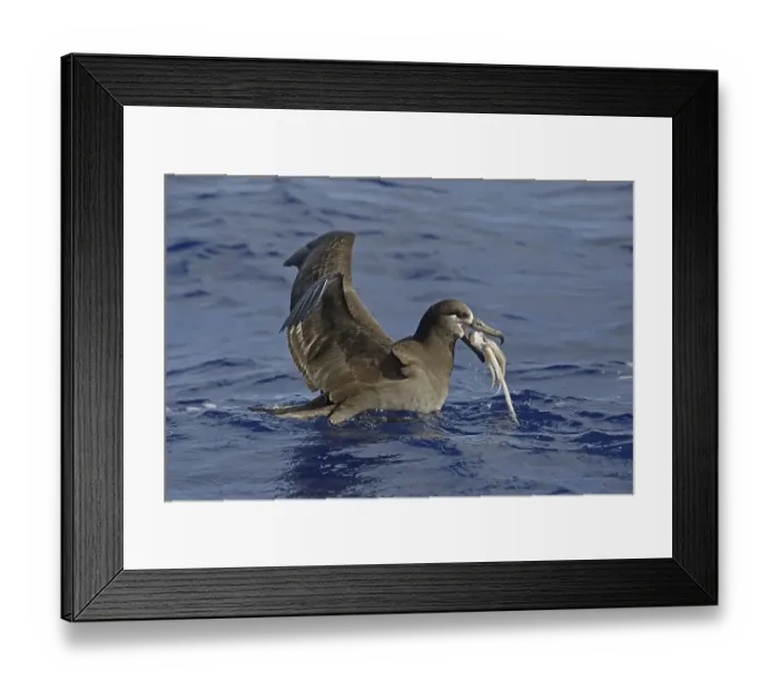 Framed Print : Adult black-footed albatross (Phoebastria nigripes) feeding on squid at the sea surface