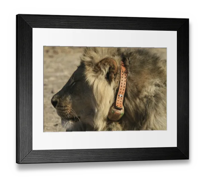 Framed Print : African Lion Lioness Lion, Lions