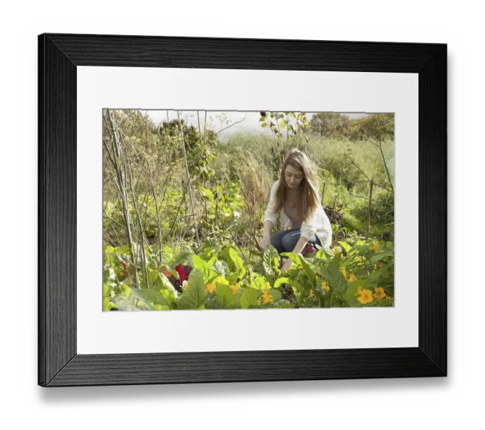 Framed Print : Young female gardener working in allotment garden Framed Print : Young female gardener working in allotment garden