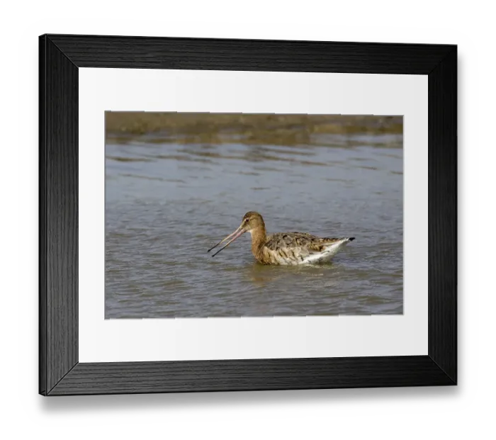 Framed Print : Black-tailed Godwit moults into summer plumage