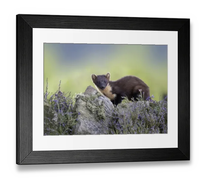 Framed Print : Pine Marten (Martes martes) adult Framed Print : Pine Marten (Martes martes) adult