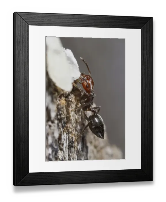 Framed Print : Knot ant, Knot ants, Other animals