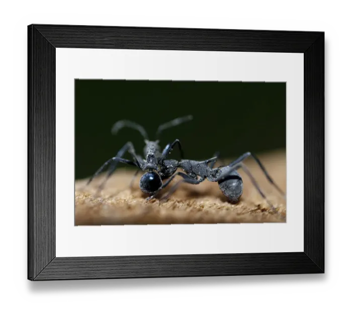 Framed Print : Marauder Ant (Polyrhachis) two adults