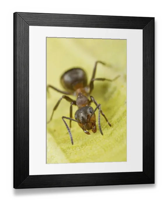 Framed Print : Hairy Wood Ant (Formica lugubis) adult worker