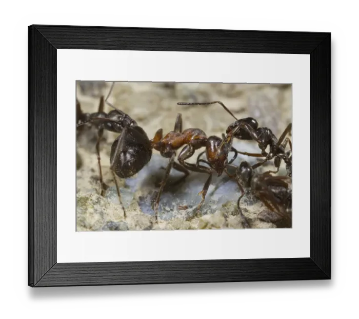 Framed Print : Wood Ant (Formica lemani) adult workers