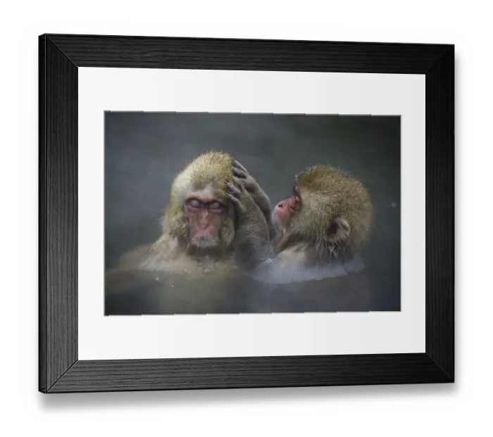 Framed Print : Red-faced macaque, Red-faced macaque