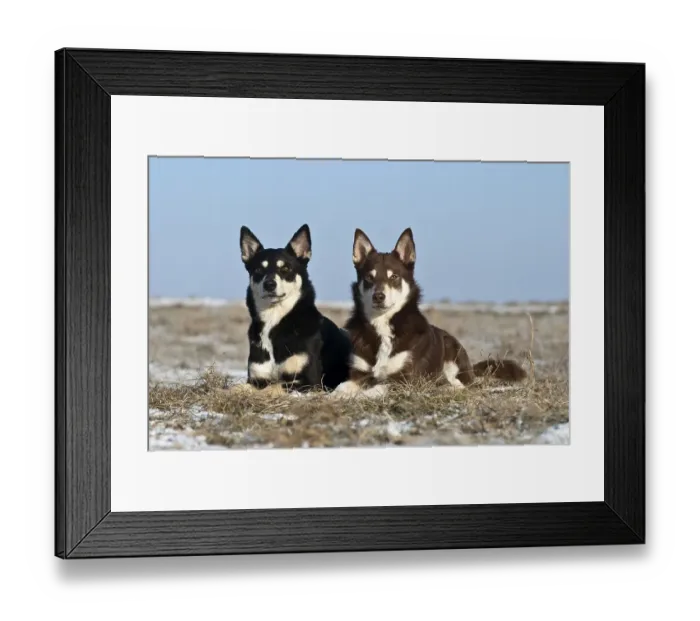 Framed Print : Two Lapponian Herders, Lapinporokoira