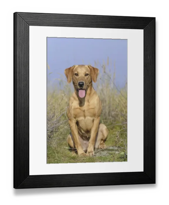 Framed Print : Labrador Retriever, female dog, sitting Framed Print : Labrador Retriever, female dog, sitting