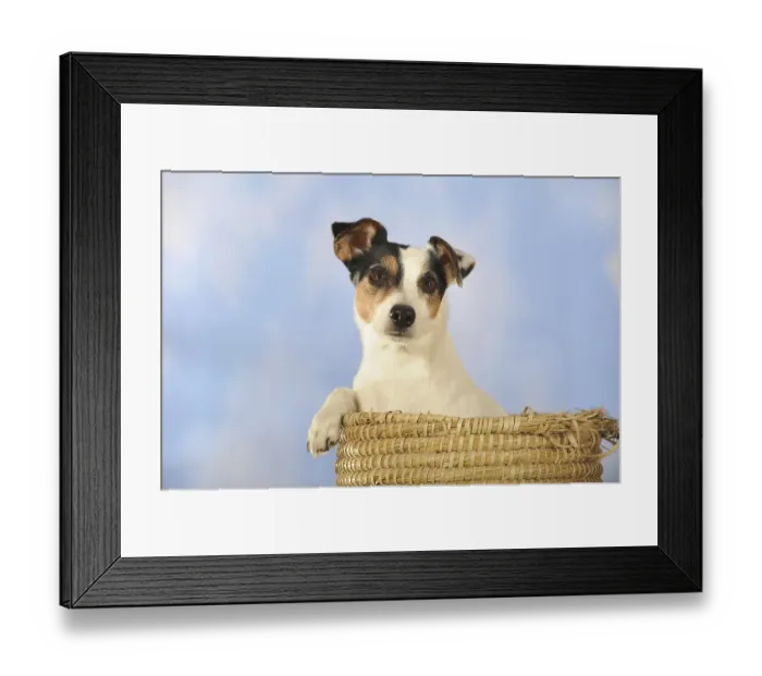 Framed Print : Parson Russell Terrier sitting in a basket