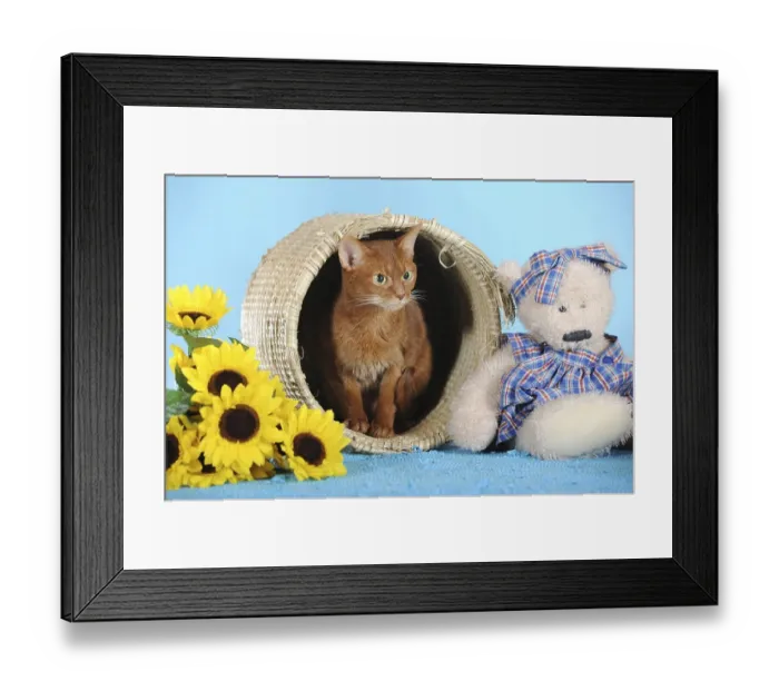 Framed Print : Abyssinian cat in a basket with a teddy bear beside it