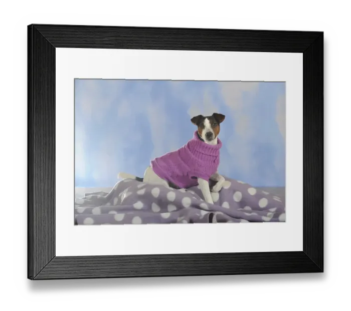 Framed Print : Parson Russell Terrier wearing a dog coat