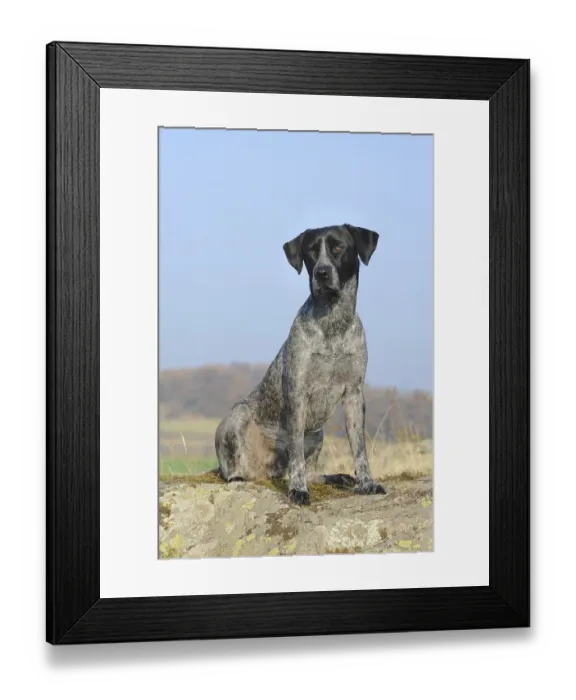 Framed Print : Labrador Retriever - Australian Cattle Dog cross-breed sitting on a rock