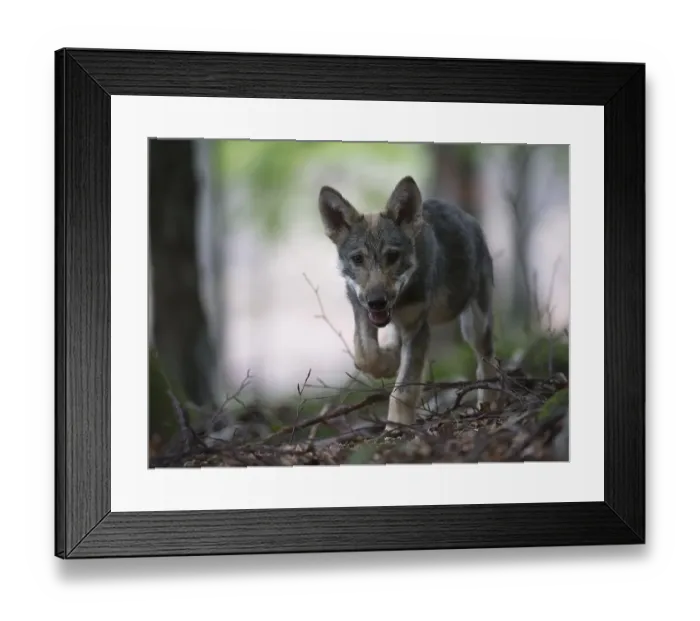 Framed Print : Gray wolf (Canis lupus), puppy, approx. 4 months