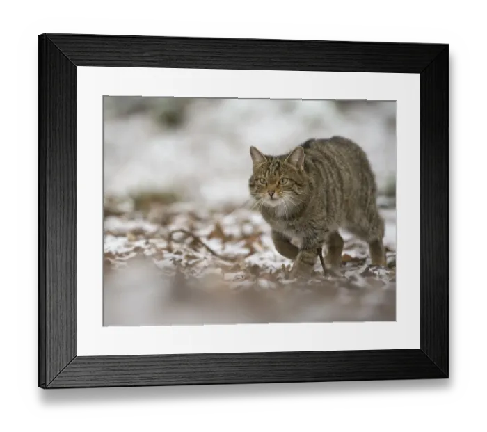 Framed Print : Wildcat (Felis silvestris), Rhineland-Palatinate