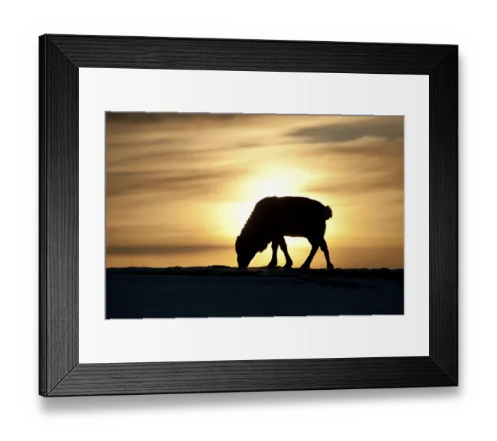 Framed Print : Svalbard Reindeer (Rangifer tarandus platyrhynchus)