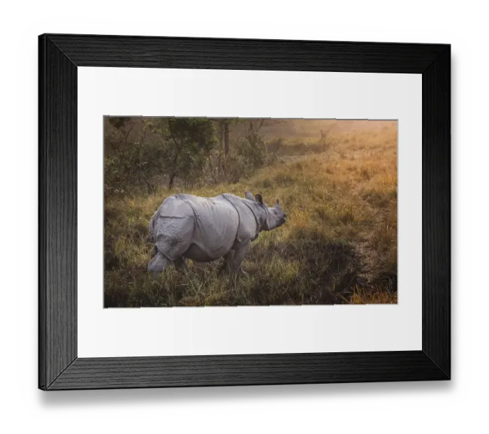 Framed Print : Indian Rhinoceros (Rhinoceros unicornis)