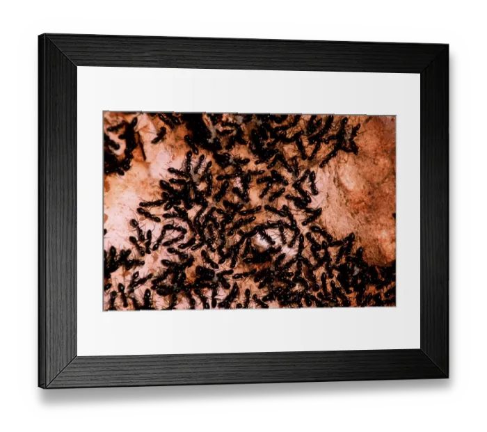 Framed Print : Ants, Greece, Ants, Greece, Europe Framed Print : Ants, Greece, Ants, Greece, Europe