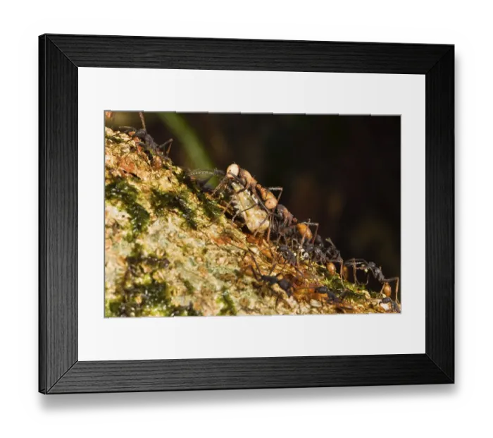 Framed Print : Driver ants transport Eciton burchellii (Eciton burchelli)