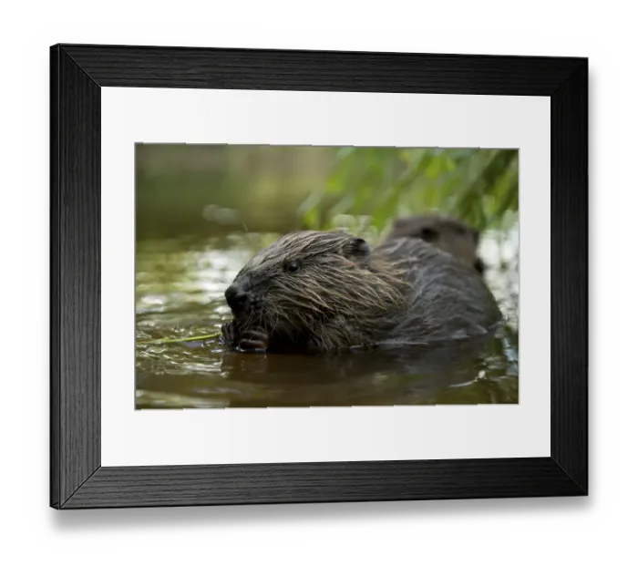 Framed Print : European beaver (Castor fiber) Framed Print : European beaver (Castor fiber)