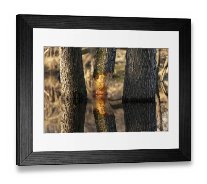 Framed Print : Tree gnawed by beaver, Rosenheim