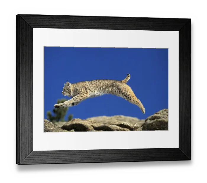 Framed Print : BOBCAT (lynx rufus), ADULT LEAPING ON ROCKS