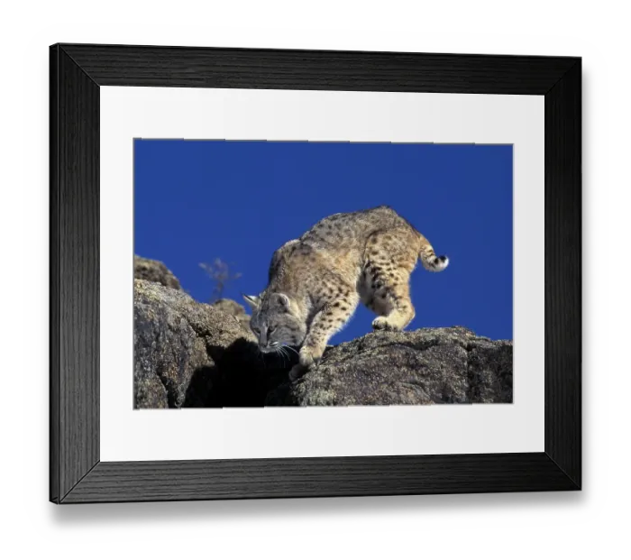 Framed Print : Bobcat (lynx rufus), Adult on Rocks Framed Print : Bobcat (lynx rufus), Adult on Rocks