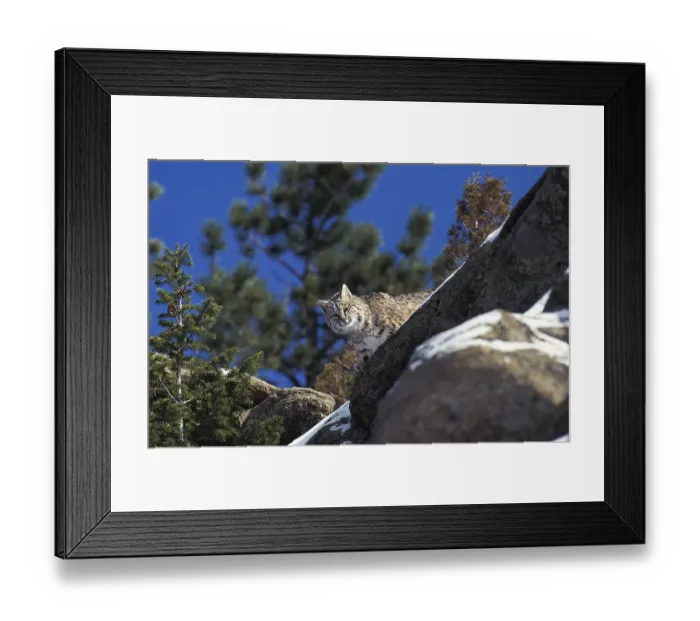Framed Print : Bobcat (lynx rufus), Adult on Rocks Framed Print : Bobcat (lynx rufus), Adult on Rocks