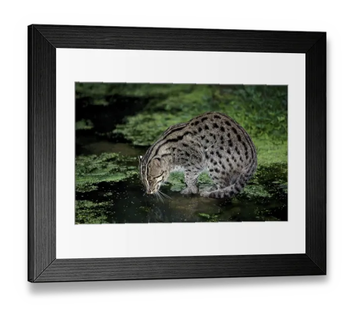 Framed Print : FISHING CAT (prionailurus viverrinus)