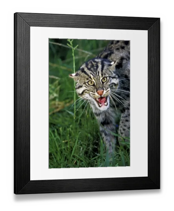 Framed Print : Fishing Cat (prionailurus viverrinus) Framed Print : Fishing Cat (prionailurus viverrinus)