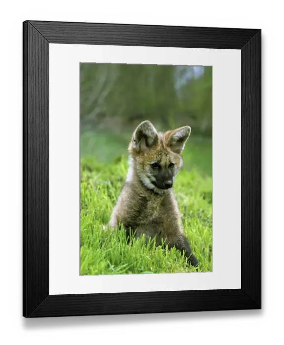 Framed Print : Maned wolf (chrysocyon brachyurus), juvenile