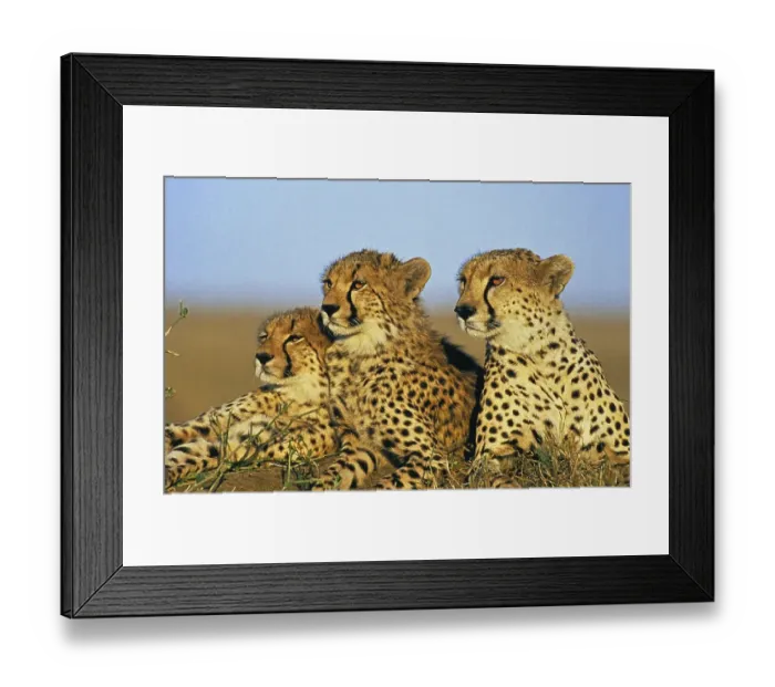 Framed Print : Cheetah (acinonyx jubatus), Adults laying through Savanna