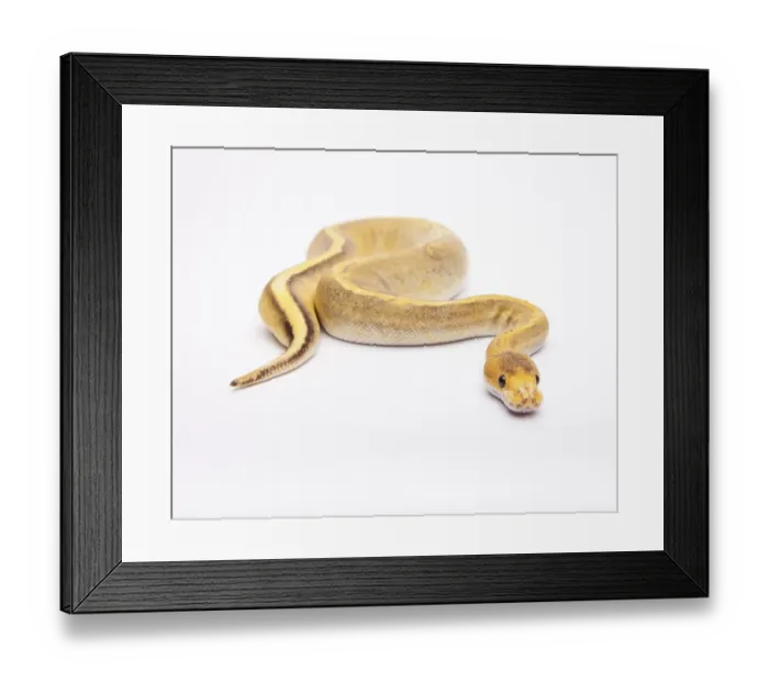 Framed Print : Royal python (Python regius), Champagne Calico Framed Print : Royal python (Python regius), Champagne Calico