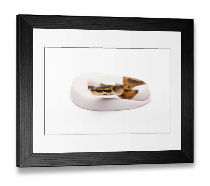 Framed Print : Royal Python (Python regius), Willi Obermayer reptile breeding Framed Print : Royal Python (Python regius), Willi Obermayer reptile breeding