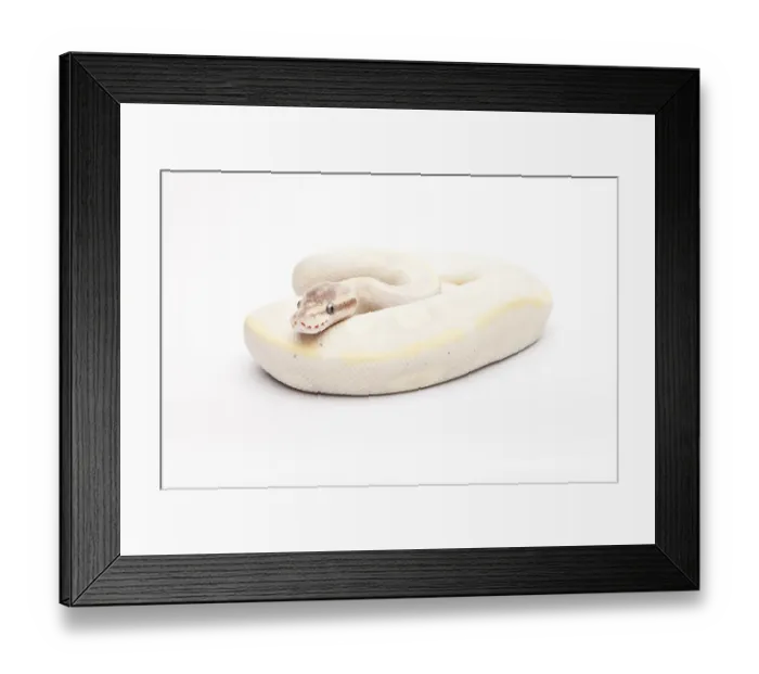 Framed Print : Royal Python (Python regius), Opal Diamond Framed Print : Royal Python (Python regius), Opal Diamond