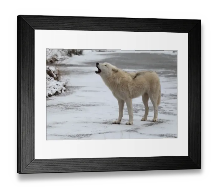 Framed Print : Tundra wolf (Canis lupus albus), detachable