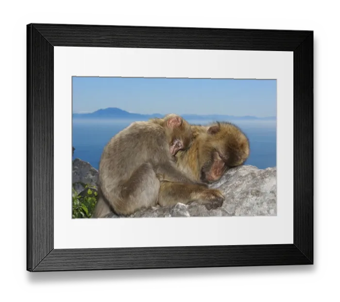 Framed Print : Barbary Macaques (Macaca sylvanus)